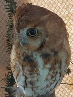 Avian Wildlife Center Owl 2017 Heather Gallia